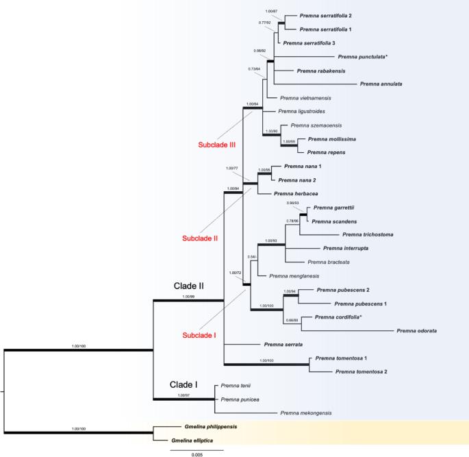 Molecular phylogeny and taxonomic notes on Premna (Lamiaceae) in Thailand
