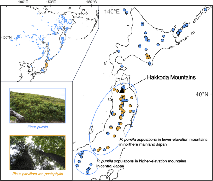 Population genetic structure reveals asymmetric hybridization between Pinus pumila and P. parviflora var. Pentaphylla in the Hakkoda Mountains, Northern Japan