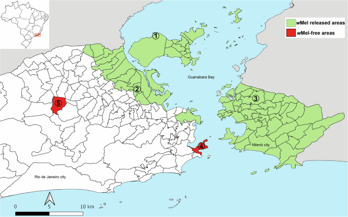 Midgut microbiota diversity and interactions shift when field Aedes aegypti mosquitoes carry the wMel strain of Wolbachia pipientis