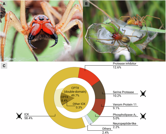 Comparative venomics suggests an evolutionary adaption of spider venom from predation to defense