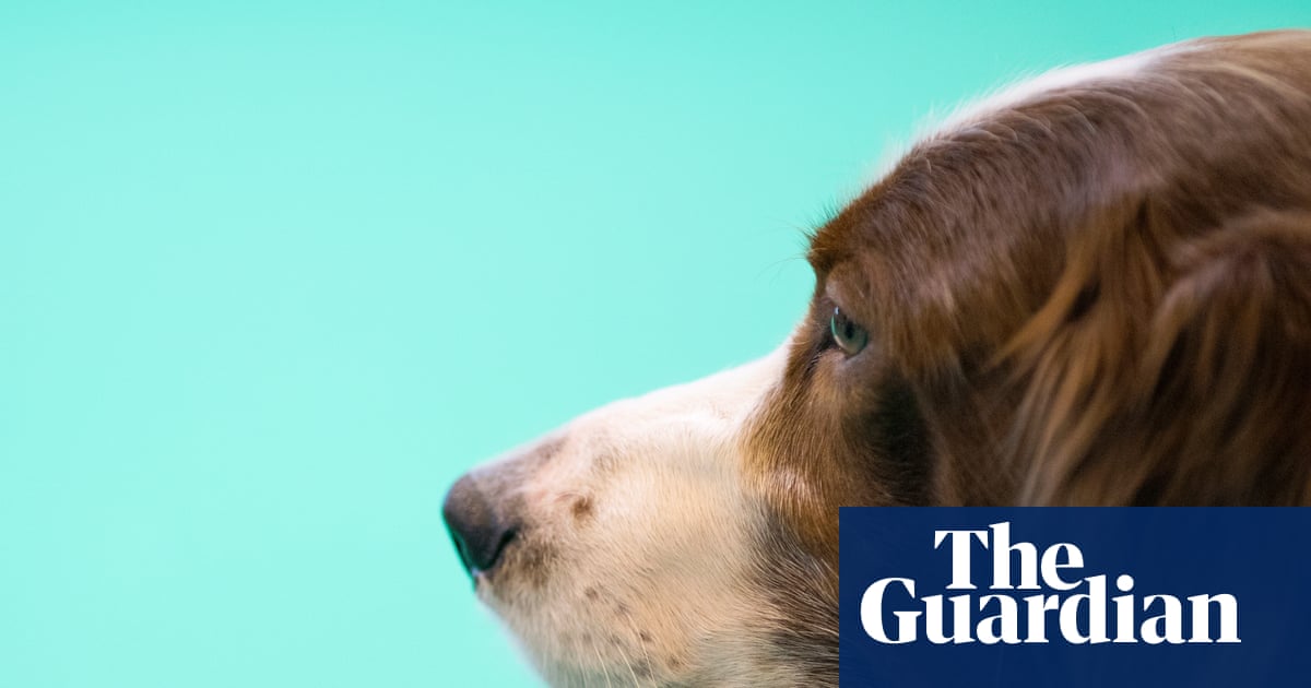Thursday news quiz: French reshuffles, naked cyclists and a heroic dog | Life and style
