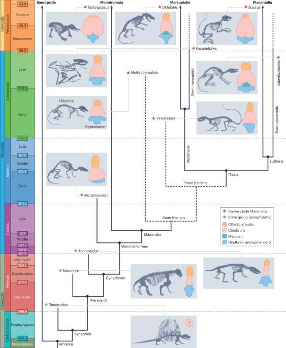 The functional adaptations of mammalian brain structures through a behavioural ecology lens