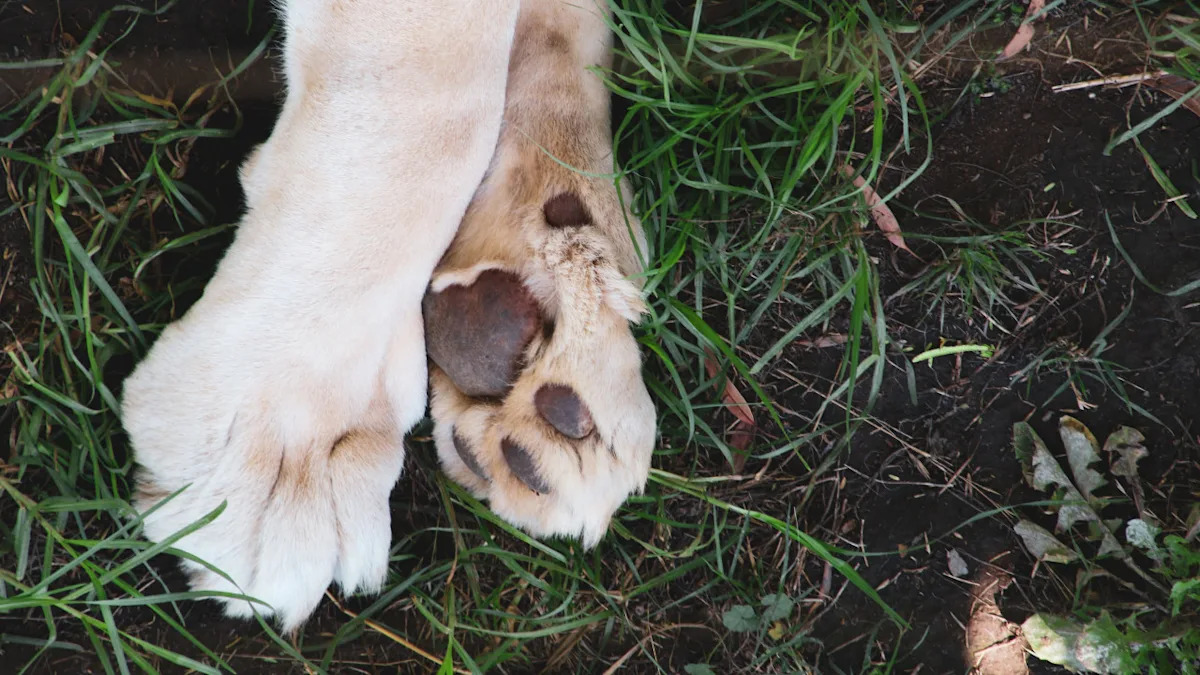 Rare White Puppy Adorably Looks Like He Came From Another Planet