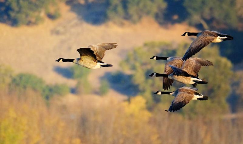 Avian flu detections in wild birds, including waterfowl, spike across US