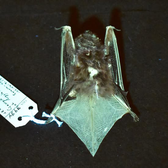 The reason that some animals glow has long been a puzzle. It’s especially a mystery for bats, whose dark skin and fur help some species vacuum up insect prey at night. Yet many bats emit a yellow-green photoluminescence, and a study published this summ – facebook.com