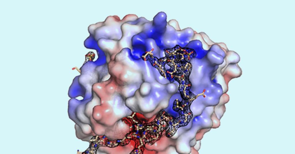 Ultrapotent thrombin inhibitor combines peptide fragments from a trio of blood-sucking organisms | Research