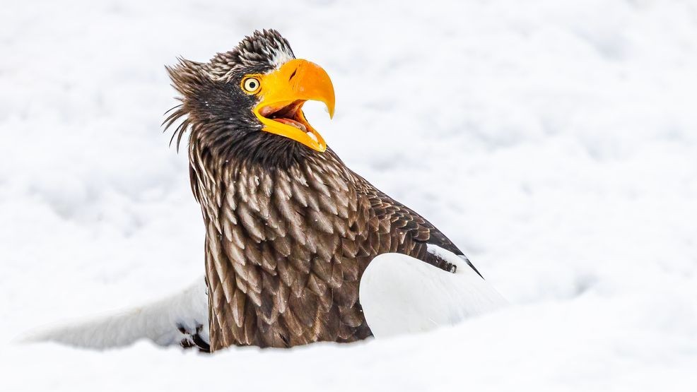 Nikon Comedy Wildlife Awards reveals 2025 finalists