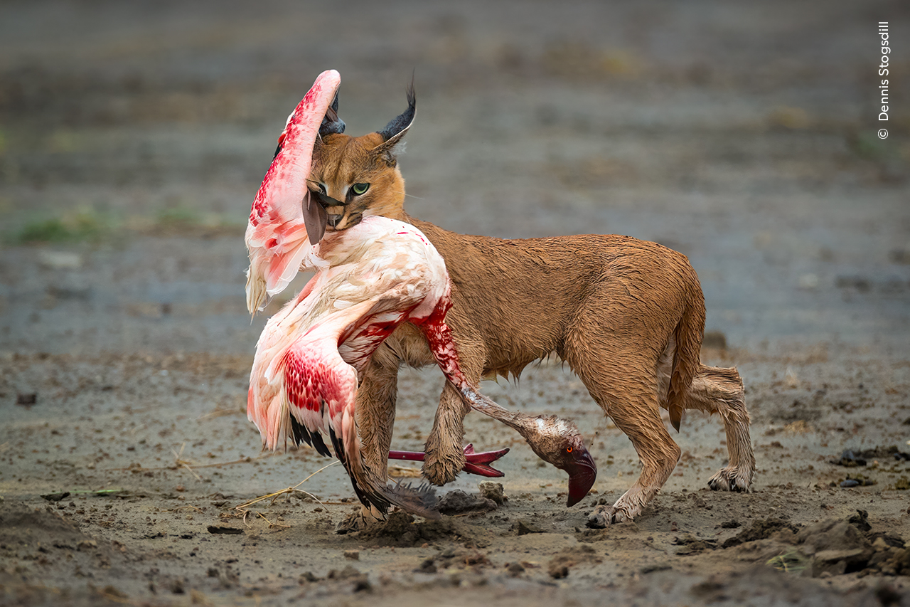 Cat Amongst the Flamingos | Wildlife Photographer of the Year