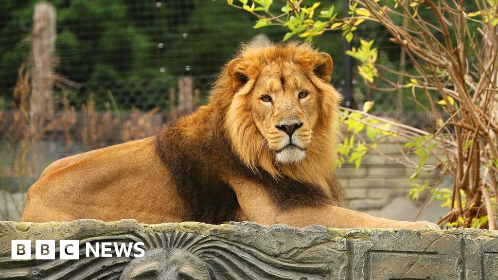 Jimmy’s Farm and Wildlife Park welcomes new lions and tiger