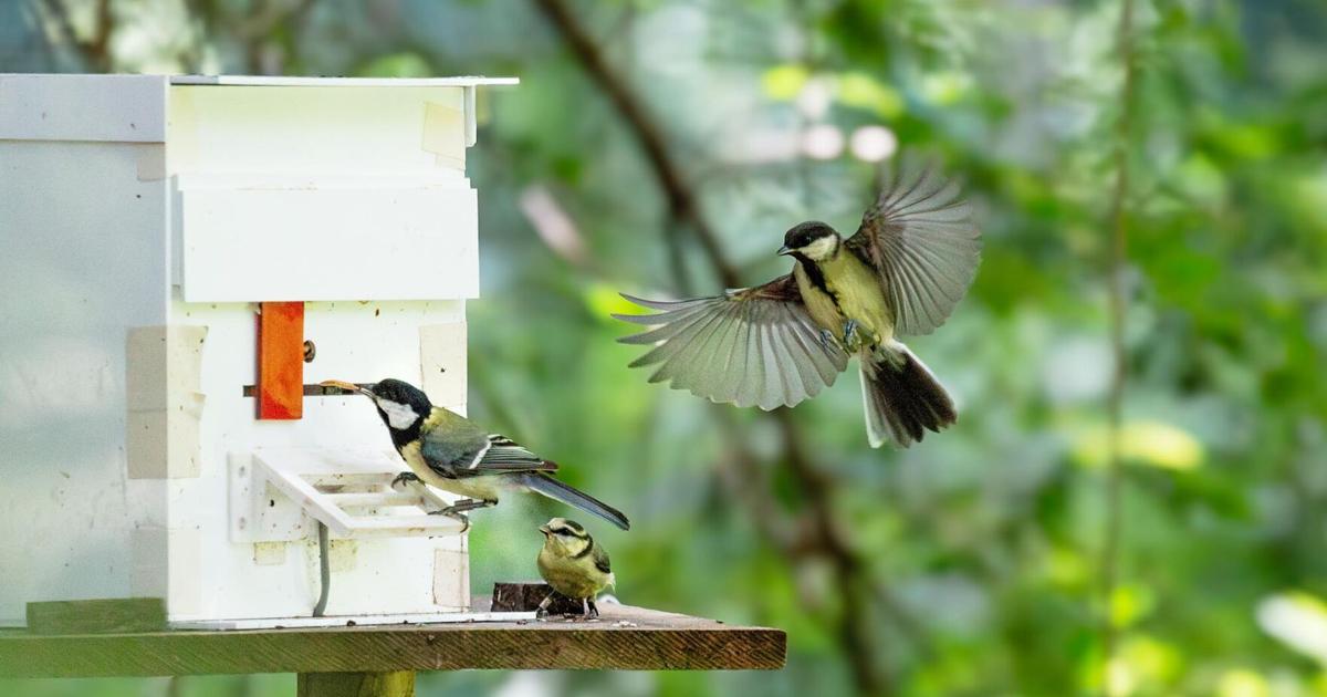 UCD: Some birds learn more from siblings than parents – The Davis Enterprise