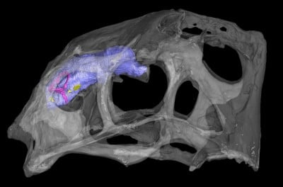 Research Tip Sheet: Study of Fossils Answers Evolutionary Questions and Links to Modern Medicine