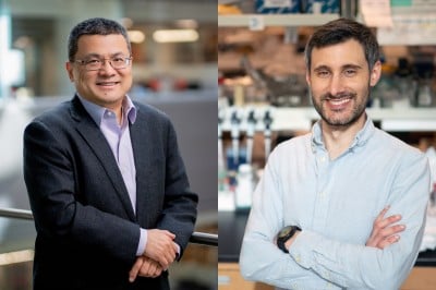Mitochondria and Lysosomes Reprogram Immune Cells That Dampen Inflammation