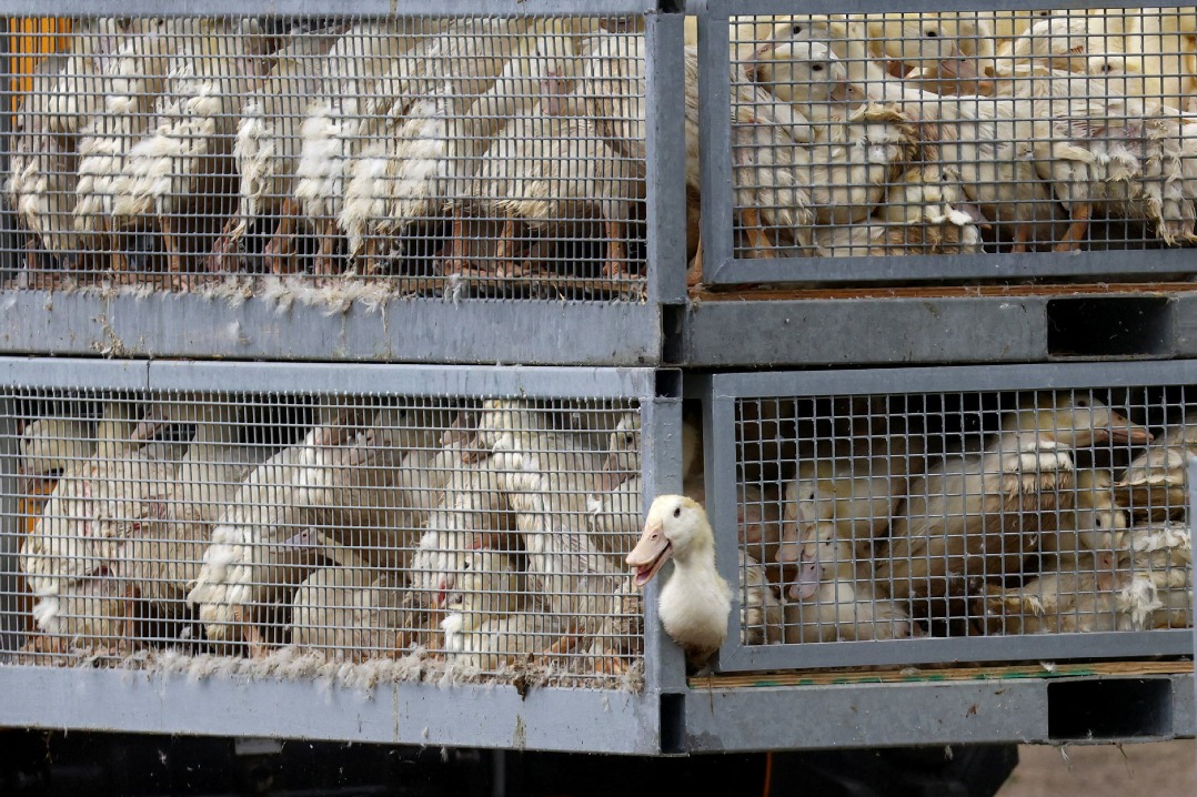 Europe hit by early outbreaks of bird flu – World