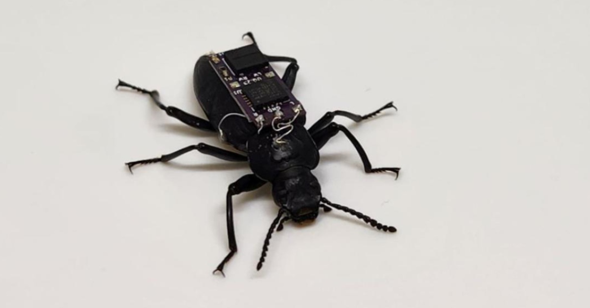 Cyborg beetles are the search and rescue workers of the future