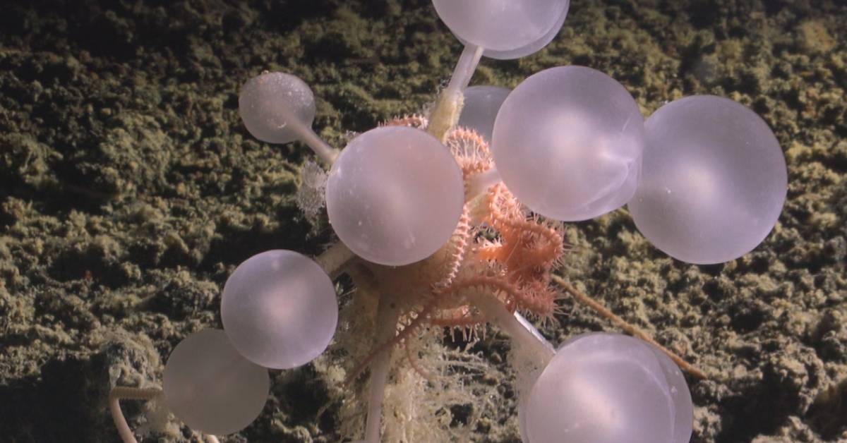 ‘Death-ball’ sponge discovered alongside 30 new species