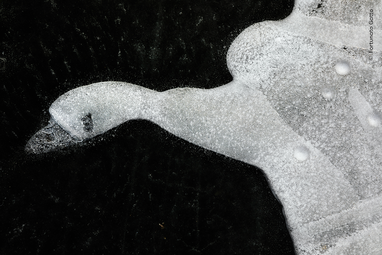 The Frozen Swan | Wildlife Photographer of the Year
