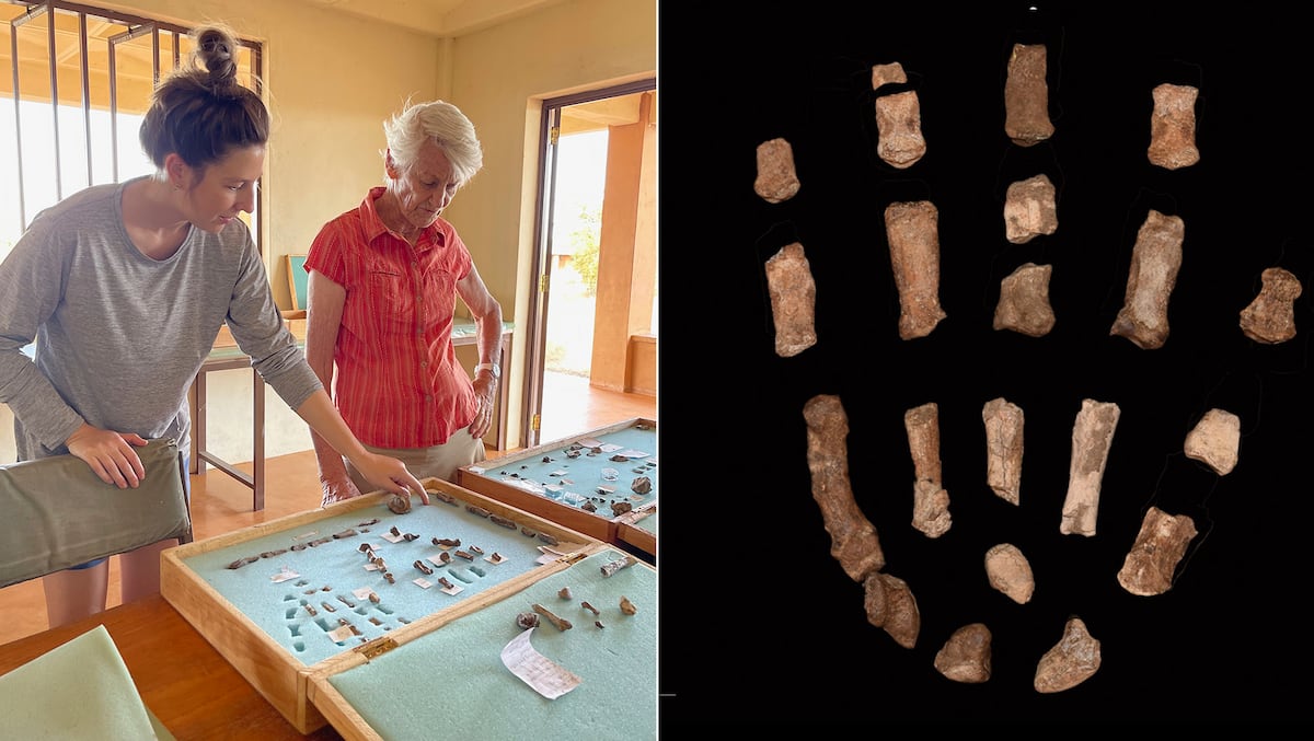 Fossils found in Kenya shed light on the origin of human hands | Science