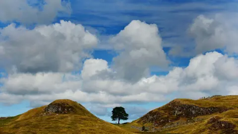 PA Media The Sycamore Gap tree viewed from a distance. It is standing in a dip between two small hills but, at this distance, the continuation of the landscape can be seen. The left hand hill dips back down again to the left and the right hand hill carries on gently upwards. The grass around is green and yellow with a blue sky and large white clouds beyond.