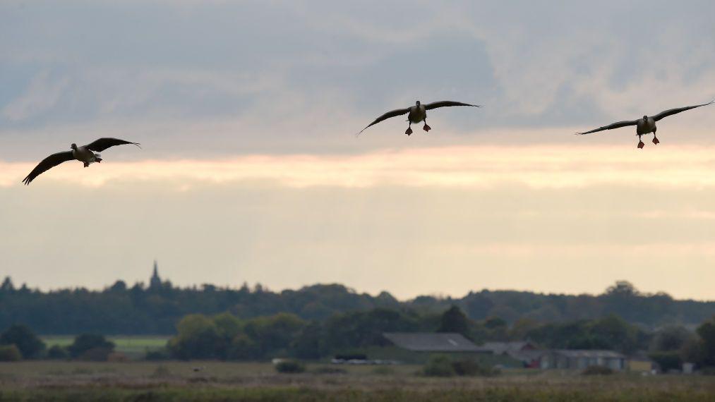 Wetland centre to reopen after bird flu scare