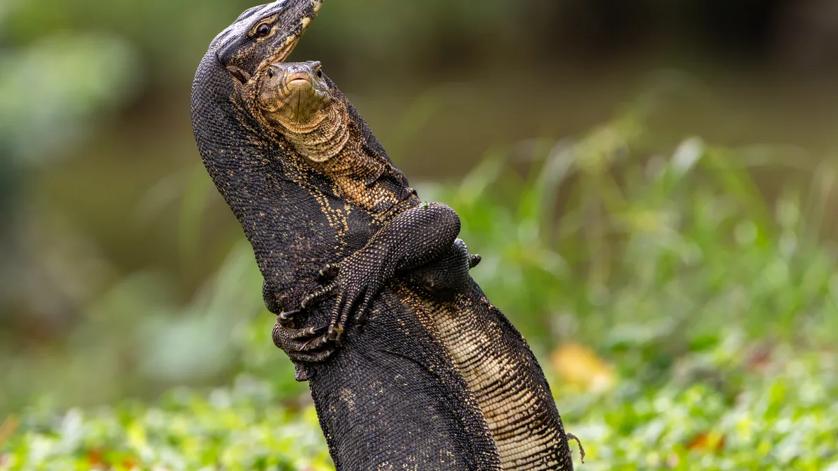 Comedy Wildlife Awards reveals funniest animal photos. See collection