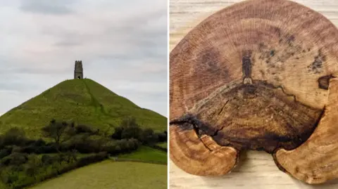 Stuart Loak Image of the runs of a tower perched in the top of a steep mound, surrounded by grassland, trees and hedges. A second image shows a cross section of a log with darker wood and stains in the wood grain which resemble Glastonbury Tor in Somerset 