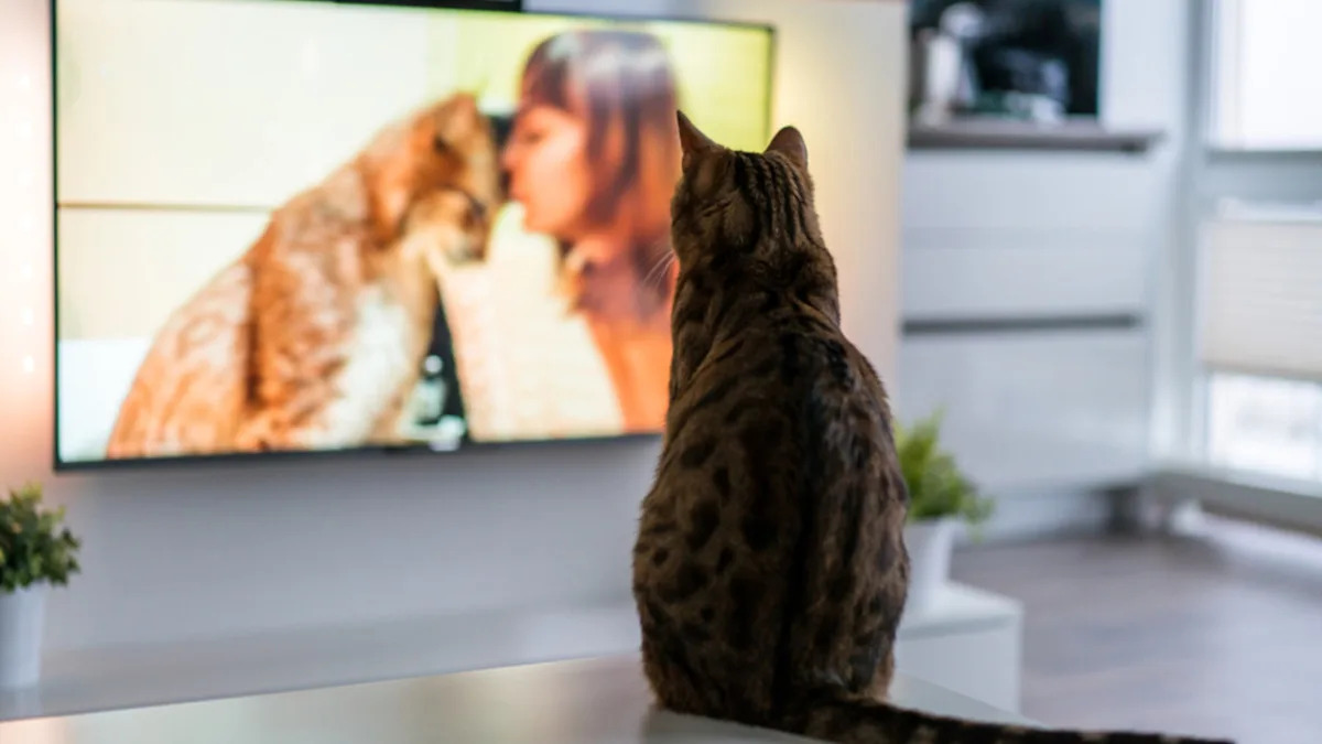 Funny Cats Binge Bird Documentaries Like It’s Netflix Night