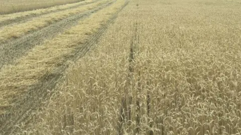 Sam Morrey A large field of yellow crops, with track marks made by a tractor running to the left.