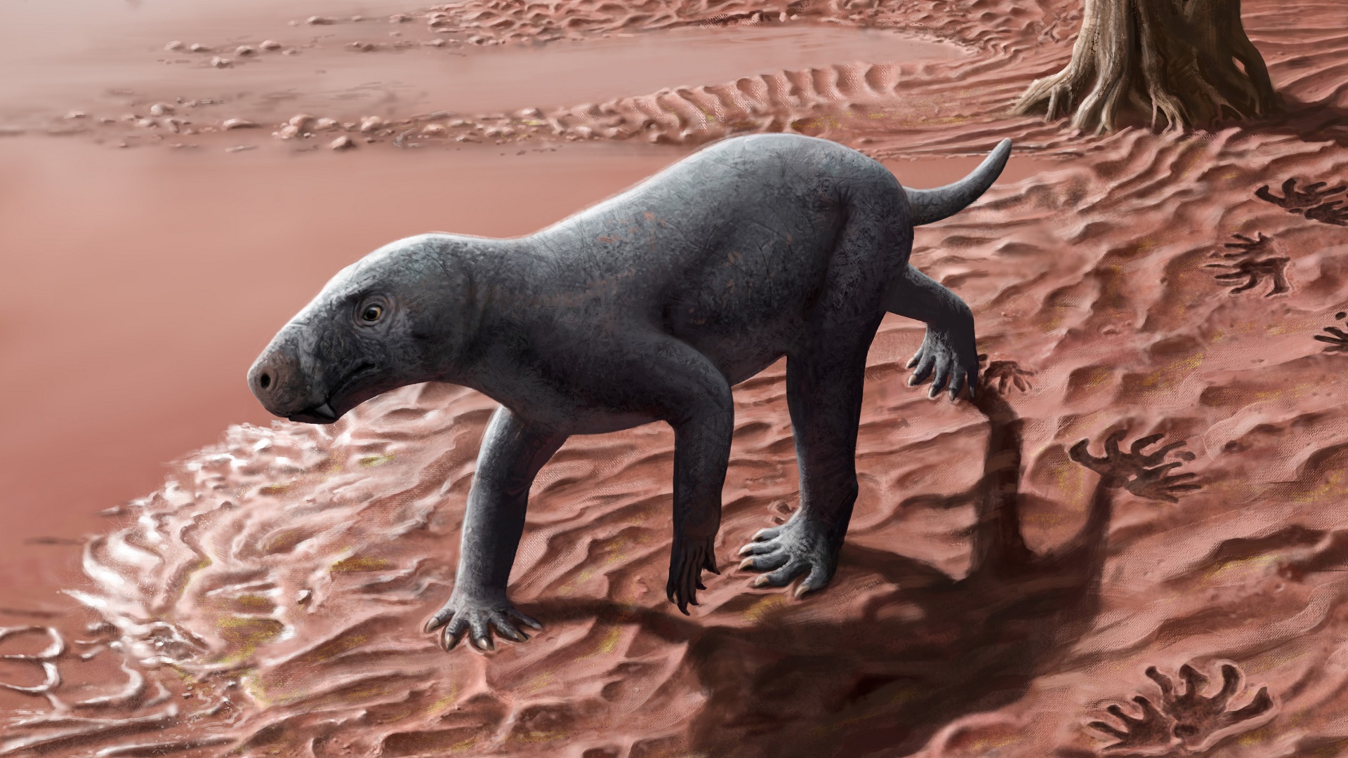 270 million year old fossil tracks in Mallorca reveal how mammals first walked