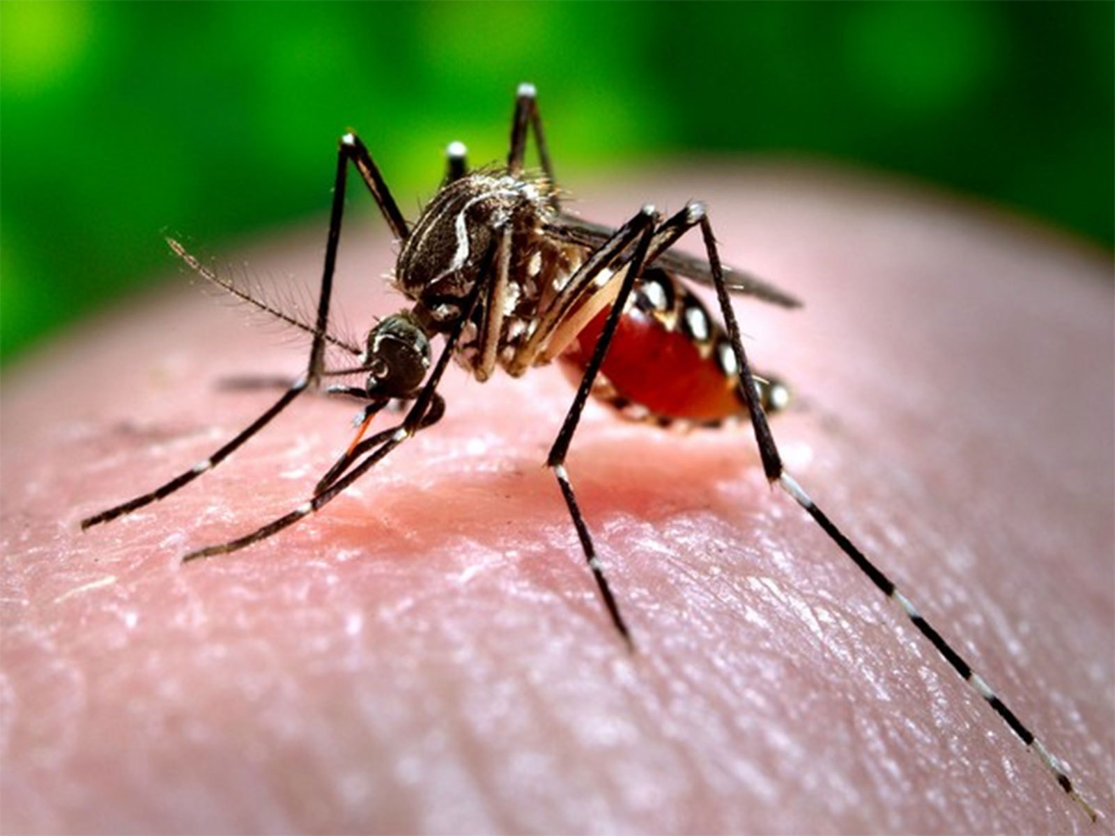 Sindh health dept reports 819 dengue cases, hospitals record over 12,000 in 6 weeks