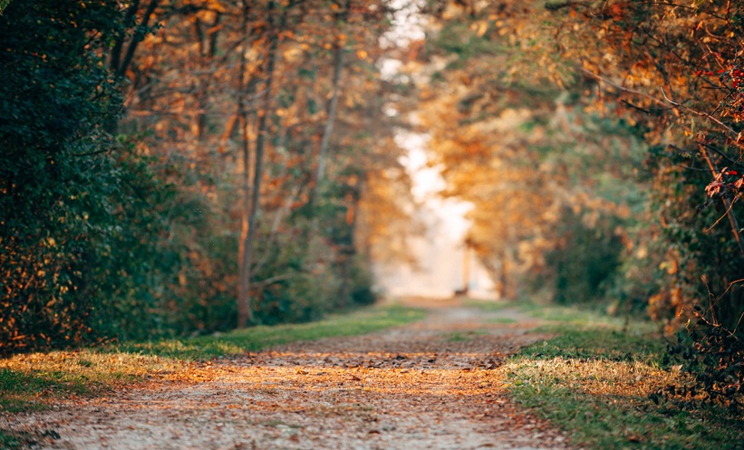 Earlier Fungal Allergen Exposure Linked to Climate Change Across the US – European Medical Journal Earlier Fungal Allergen Exposure Linked to Climate Change Across the US