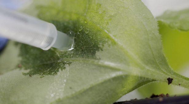 Exploring Power Of Plants To Make Drugs Out Of Sunlight