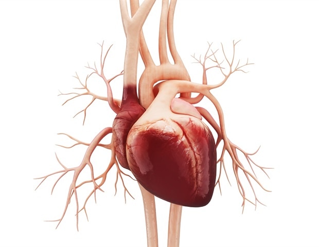 HMGN1 gene linked to heart problems in people with Down syndrome