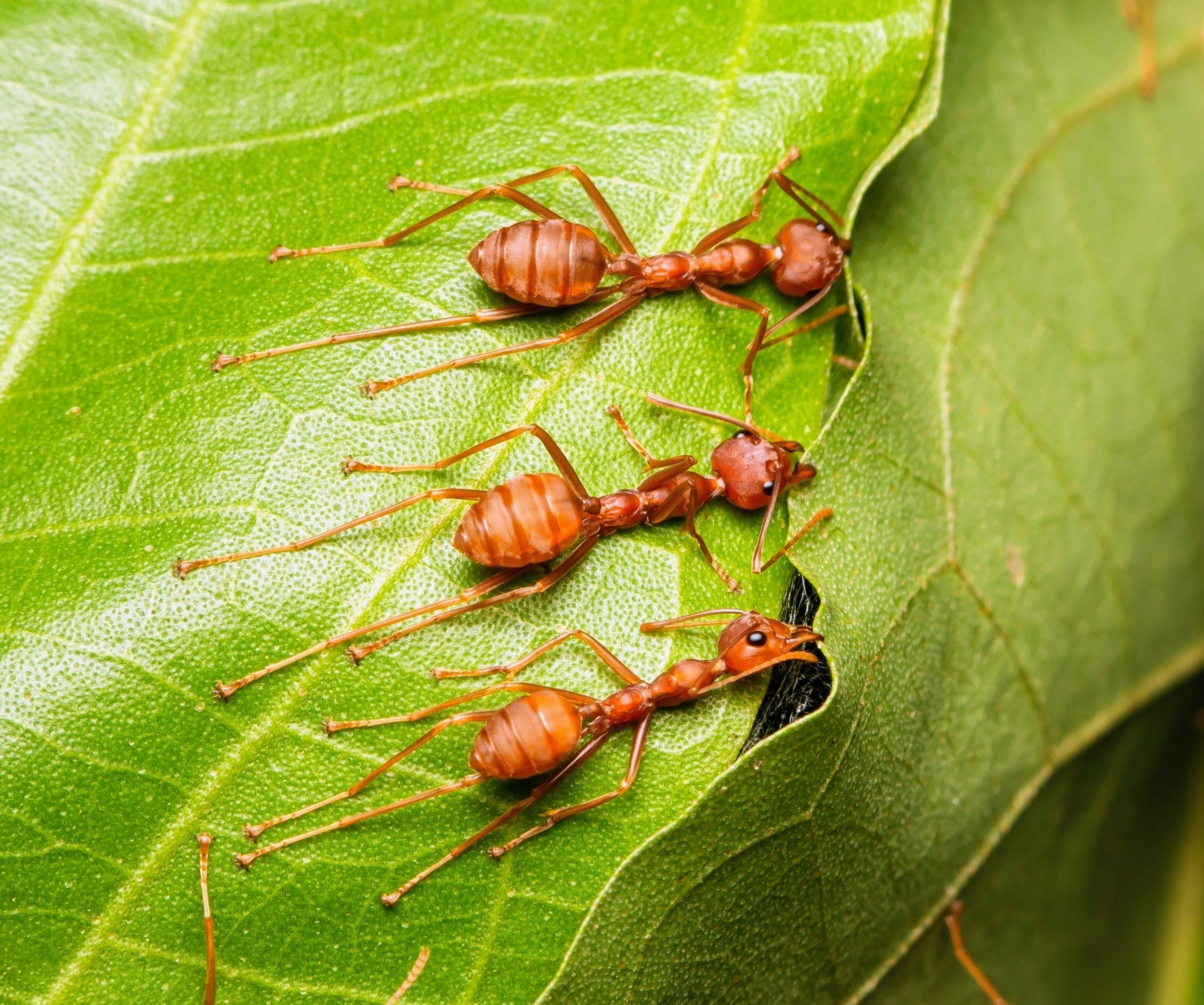 Ants use a gene ‘bulldozer’ to control chaos and stay coordinated