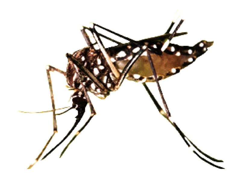 439 dengue cases reported in Sindh
