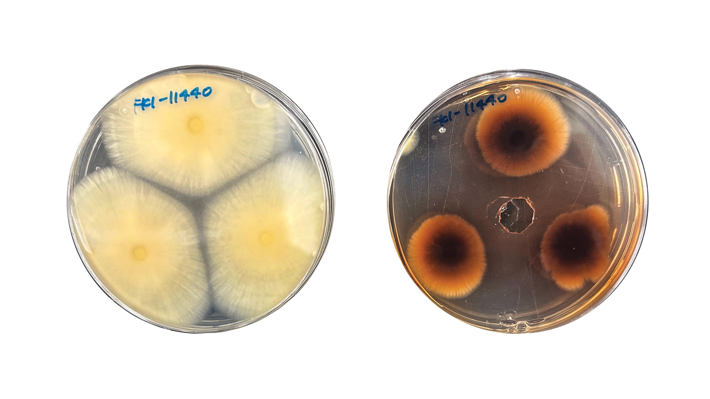 Antibiotic unlocks fungi’s ability to make new molecules