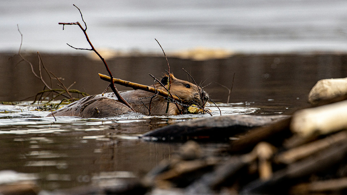 Beavers are Not Concerned About Groundwater