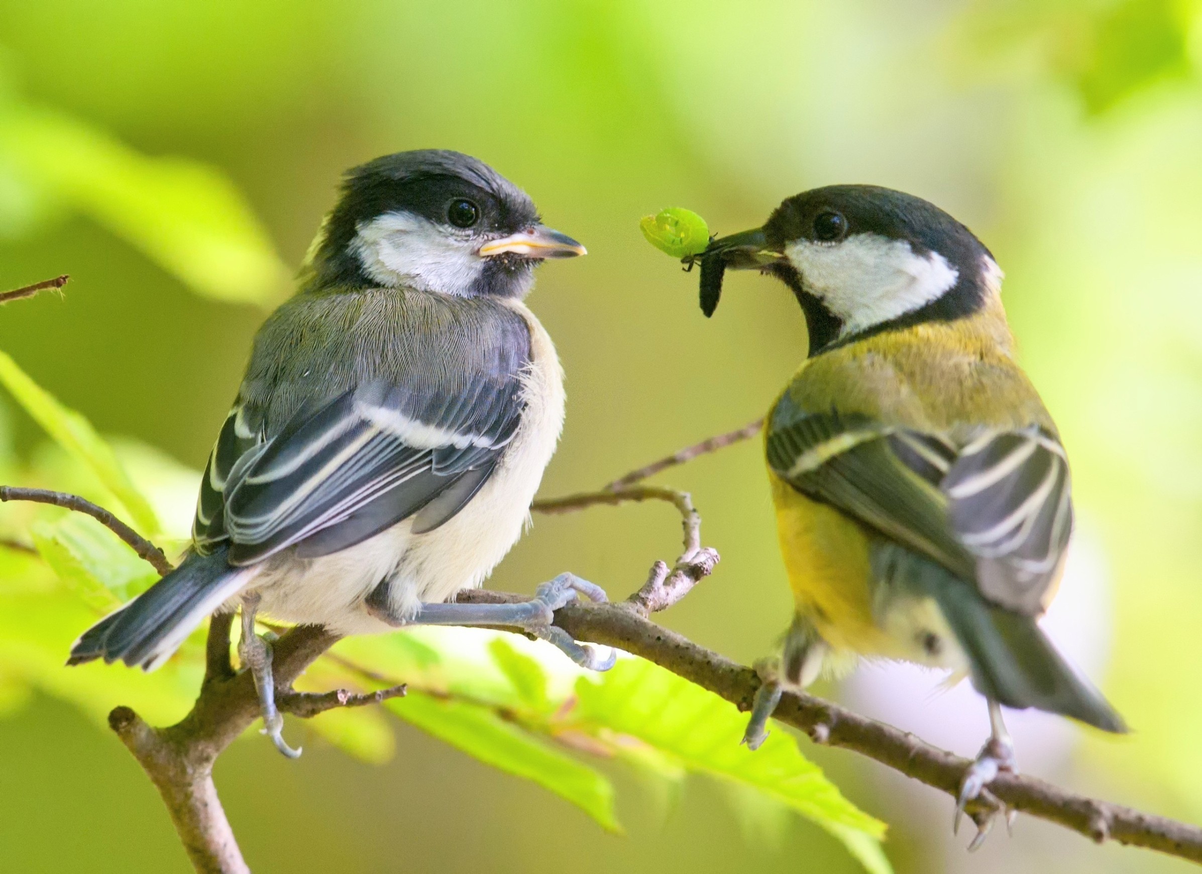 Young birds learn to survive from siblings instead of their parents