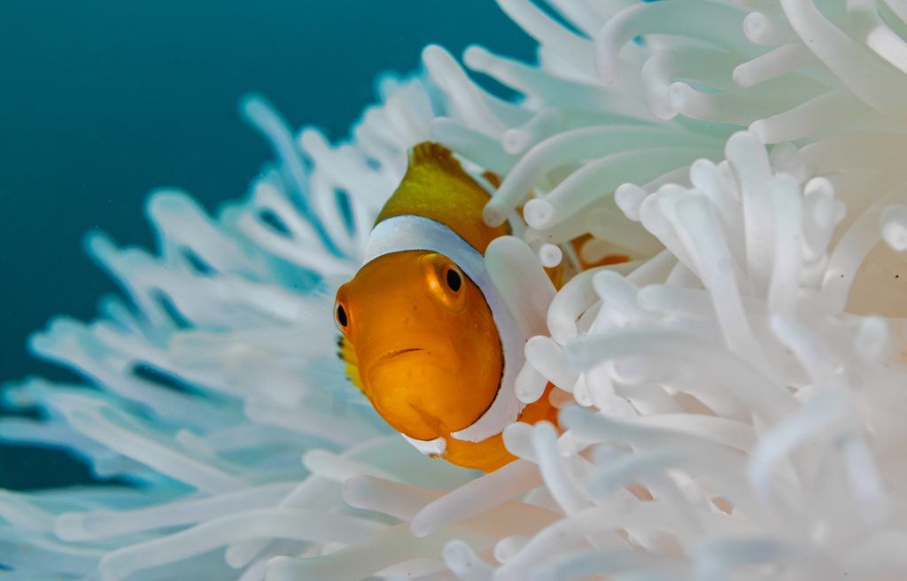 In the Red Sea, clownfish vanish as anemones bleach