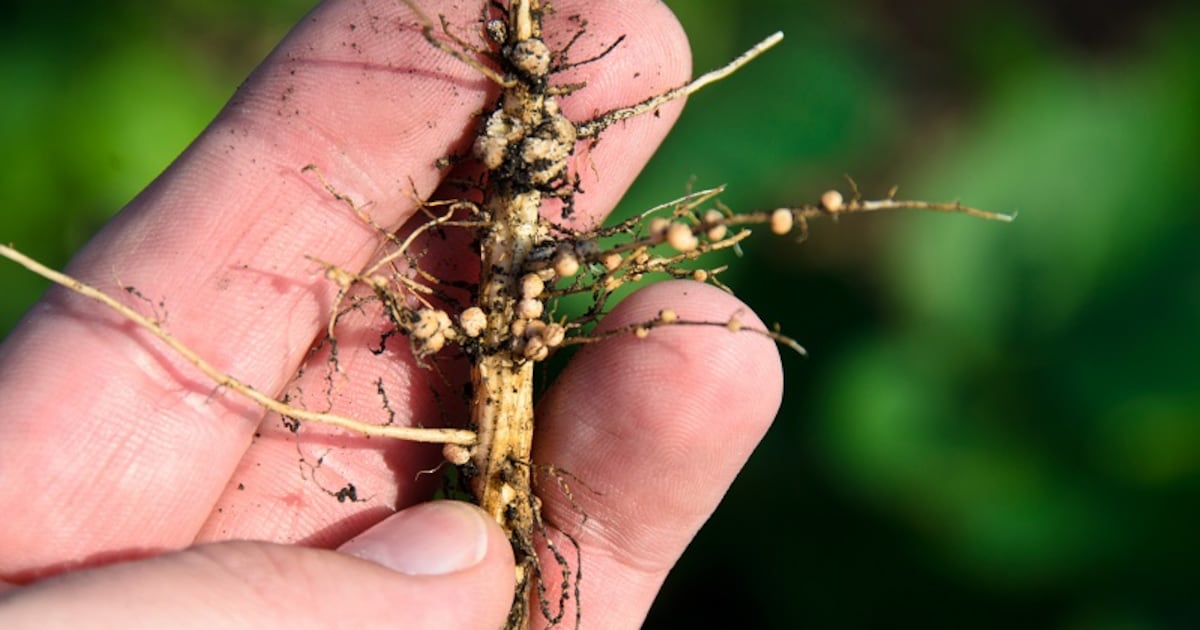 Soybean farmers have another biological tool in the fight against pest
