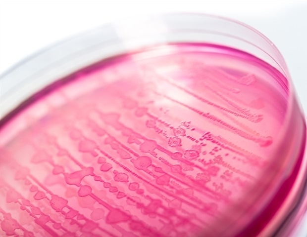 Pathogenic bacteria can block gut’s natural defense to spread infection