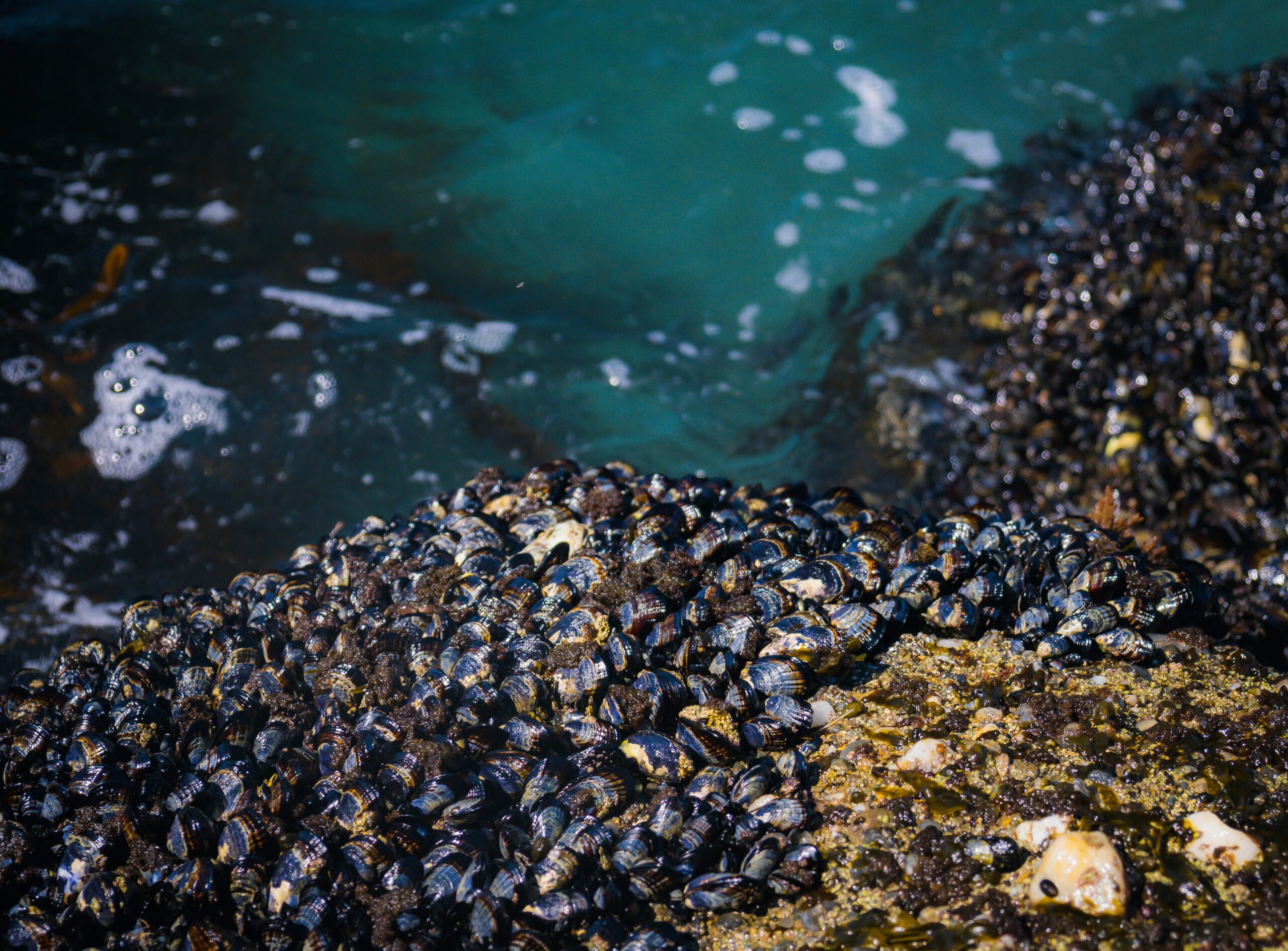 Continental Shelf seas revealed as hidden carbon sponges