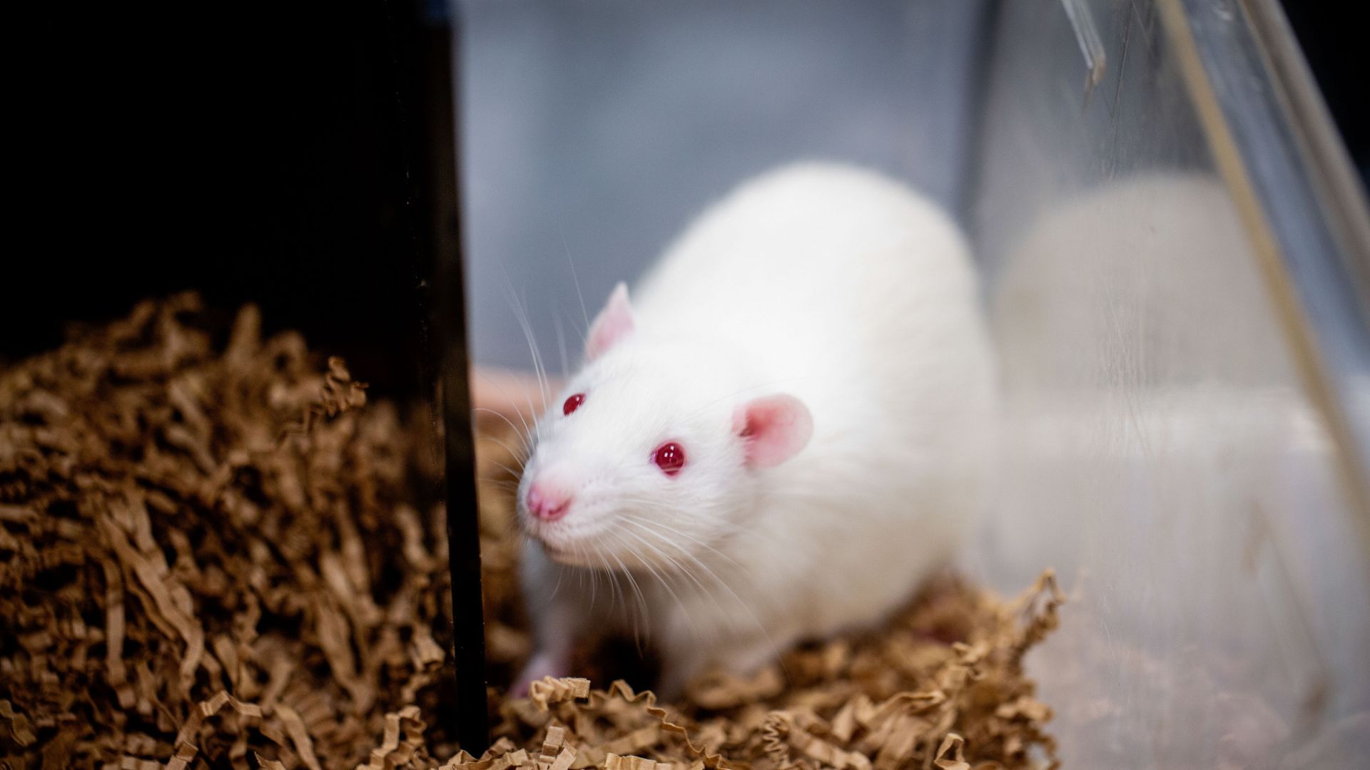 mRNA tech offers hope for male infertility, restores sperm production
