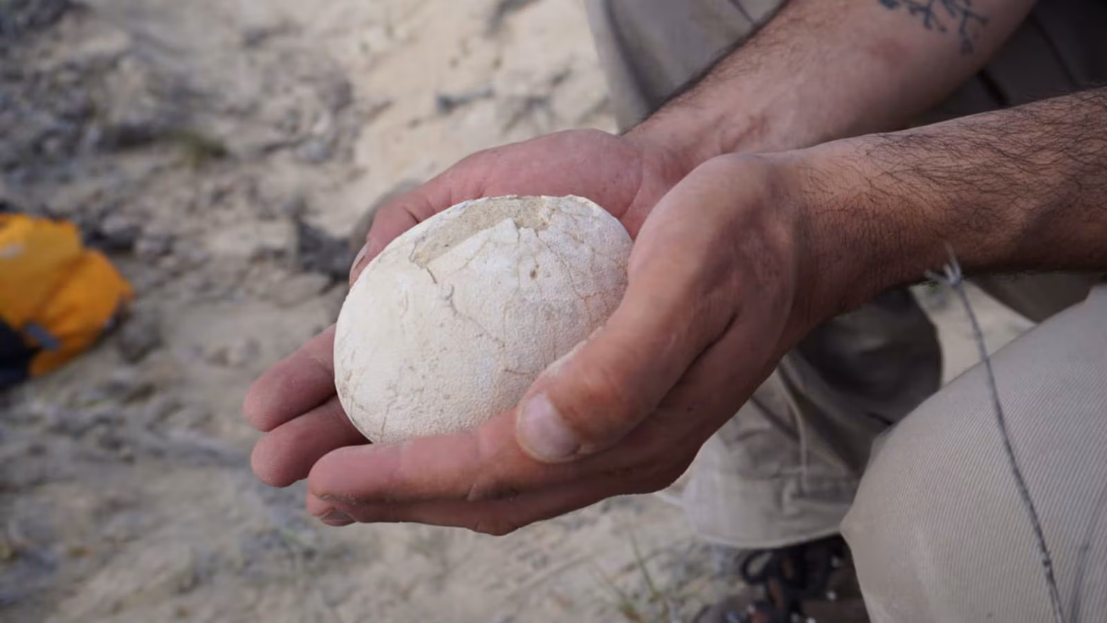 Pristine 70-million-year-old dinosaur egg unearthed in Patagonia; hints at ancient breeding ground | Technology News