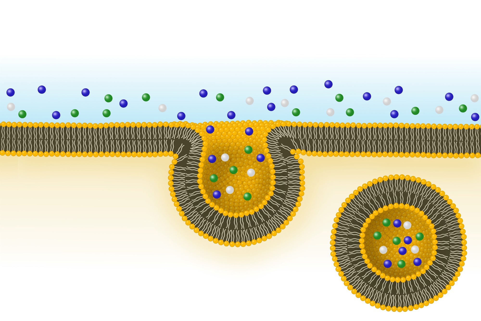 Bacterial Extracellular Vesicles and Their Role in PCOS and Endometriosis Explained