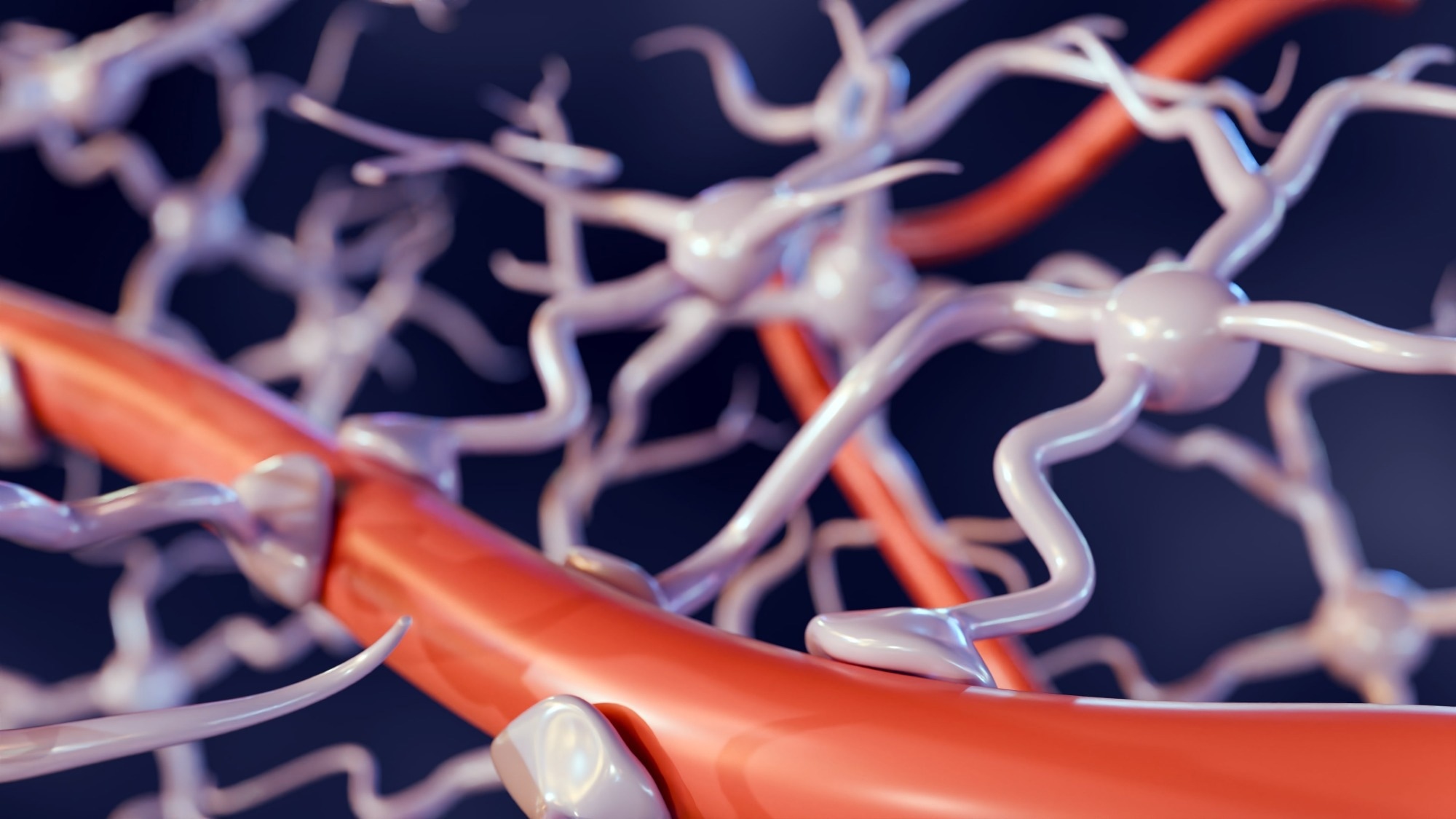 New insights into how the blood-brain barrier safeguards the brain