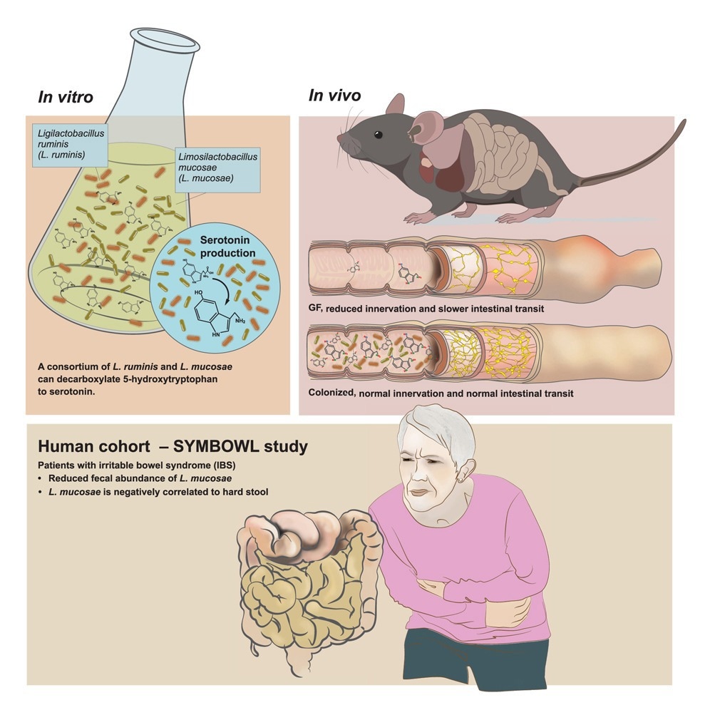 Gut bacteria found to make serotonin and boost intestinal motility