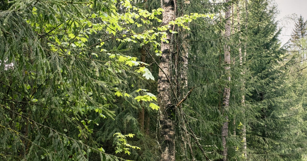 Ingka Investments makes its largest ever forestland acquisition
