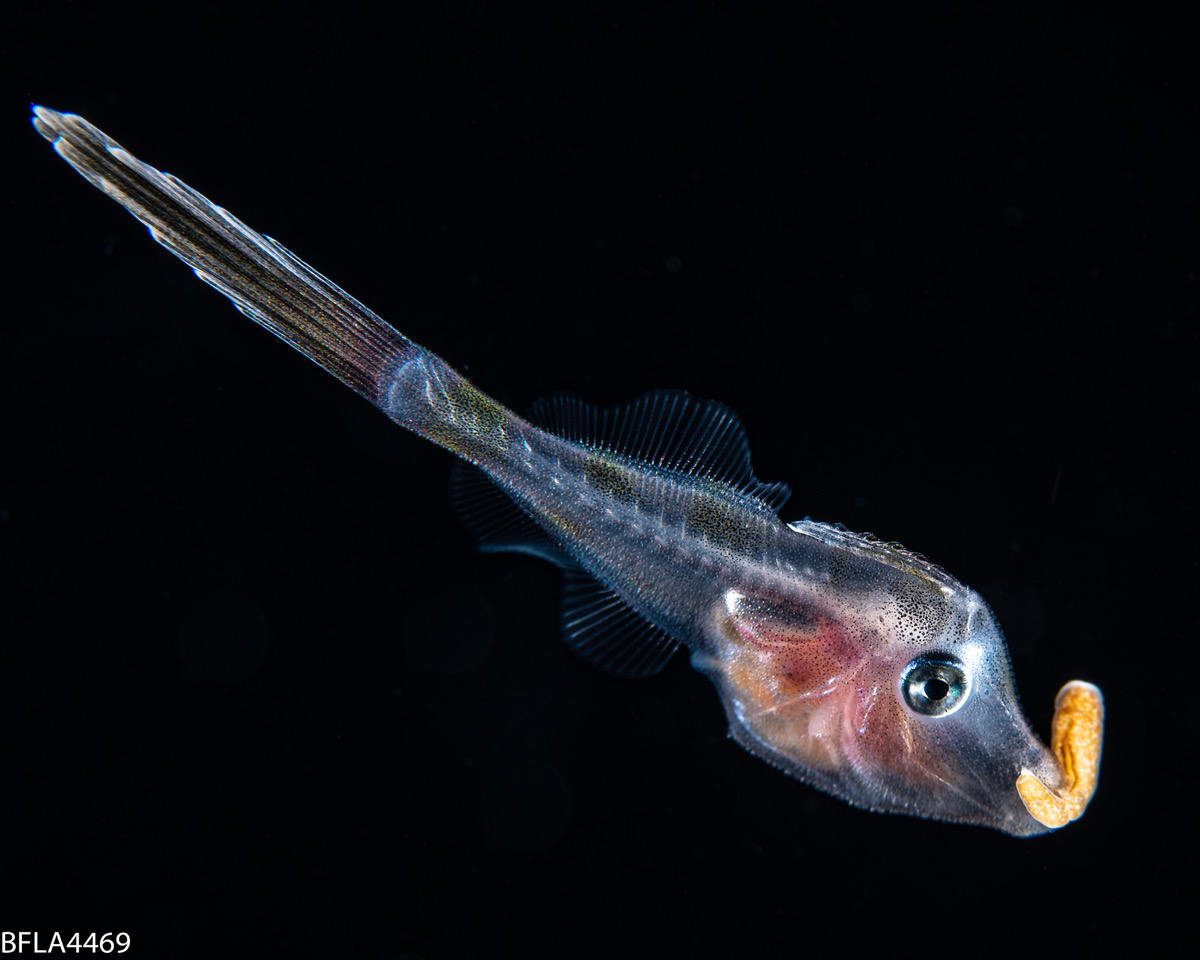 Blackwater photography reveals new fish-anemone interactions