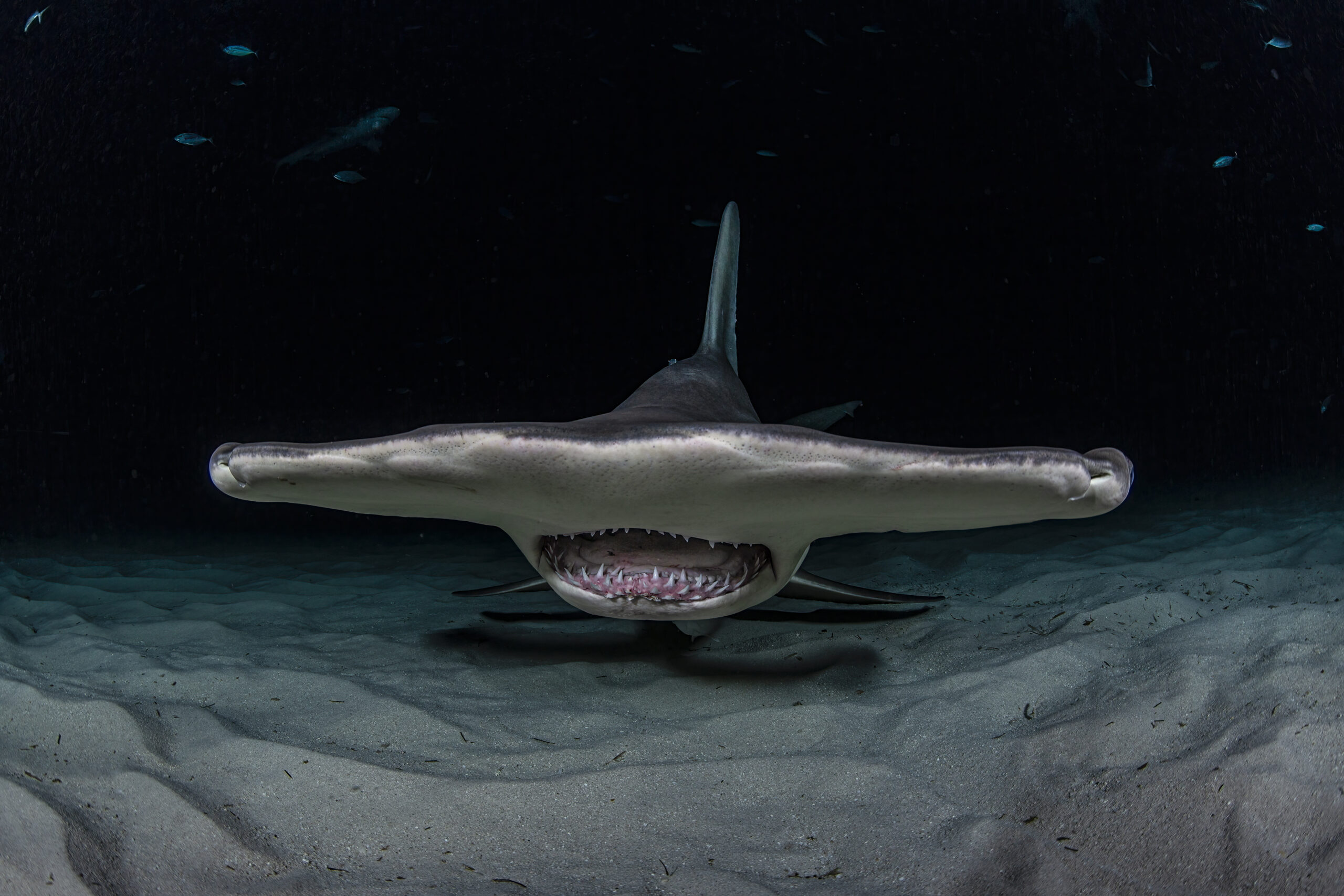 Vanishing variety: “Unusual” sharks face highest extinction risk