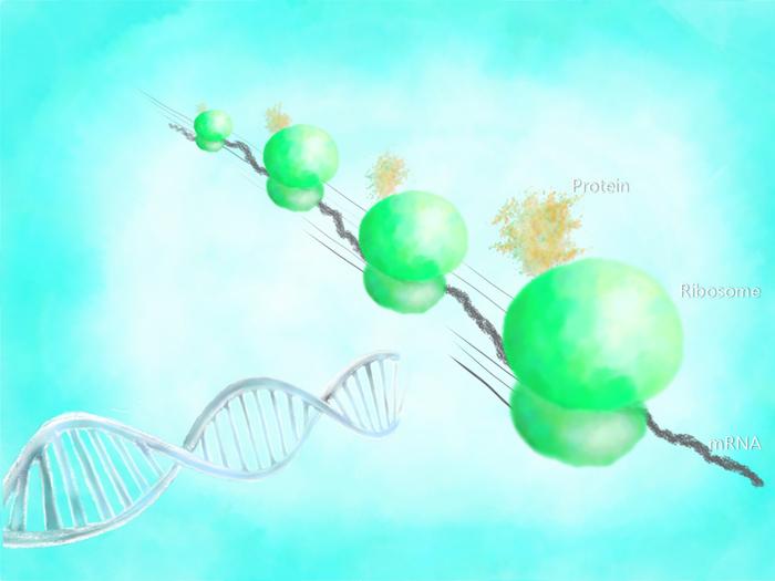 AI-Engineered Peptides May Boost E. coli Protein Yields for Biomanufacturing